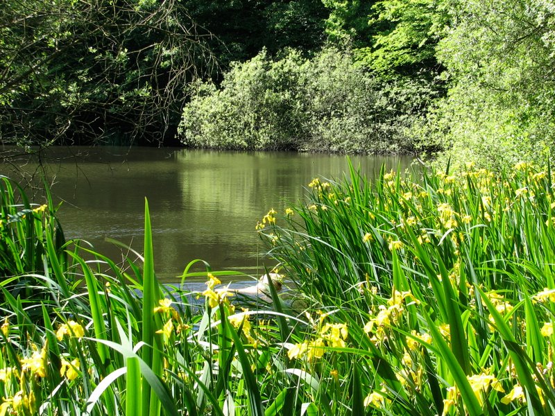 2009-05-Mares de Pecqueuse